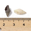 Natural Sea Shell Beads SHEL-XCP0001-12-3