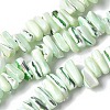 Dyed Natural Trochus Shell Beads Strands SSHEL-C013-09I-1