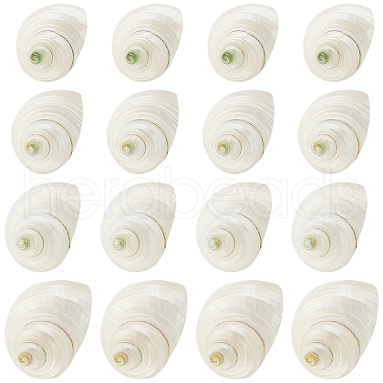   Natural Spiral Shell Beads SHEL-PH0001-42-1
