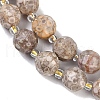 Natural Conch Fossil Beads Strands G-G182-B37-03-4