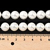 Shell Pearl Beads Strands BSHE-K015-10mm-04-2