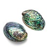 Natural Abalone Shell/Paua Shell Display Decoration SSHEL-F0005-01-2