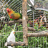 AHANDMAKER Satinwood Parrot Standing Twig AJEW-GA0002-79-4