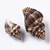 Natural Spiral Shell Beads SSHEL-S258-87-2