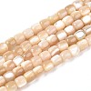 Natural Trochid Shell/Trochus Shell Beads Strands SSHEL-N040-12-1