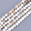 Freshwater Shell Beads Strands SHEL-S276-15A-1