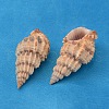 Natural Spiral Shell Beads BSHE-S059-2