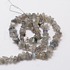 Natural Labradorite Chip Bead Strands L-G-M298-06-2