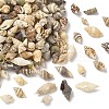 Natural Sea Shell Beads SHEL-XCP0001-12-1