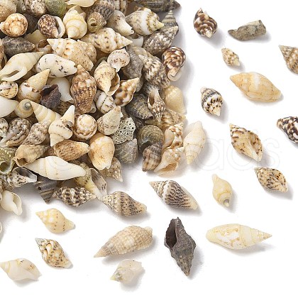 Natural Sea Shell Beads SHEL-XCP0001-12-1