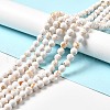 Synthetic Turquoise and Sea Shell Assembled Beads Strands G-D482-01E-05-1