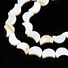 Natural Freshwater Shell Beads Strands X-SHEL-N026-151-3