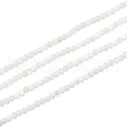  2 Strands Natural Freshwater Shell Beads Strands BSHE-NB0001-12-1