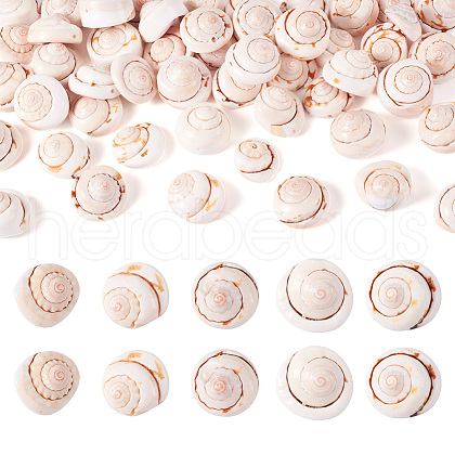 Natural Spiral Shell Red Lip Shell Beads BSHE-TA0002-02-1