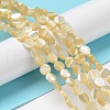 Natural Trochus Shell Beads Strands BSHE-P033-02-2