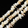 Natural Freshwater Shell Beads Strands SHEL-S278-070G-1