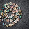 Natural Abalone Shell/Paua Shell Beads SSHEL-BC0001-09-4