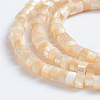 Natural Trochid Shell/Trochus Shell Beads Strands SSHEL-L016-13-4