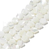 Natural Trochus Shell Beads Strands X-BSHE-P033-07-2