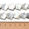 Natural Black Lip Shell Beads Strands SHEL-M021-02B-4