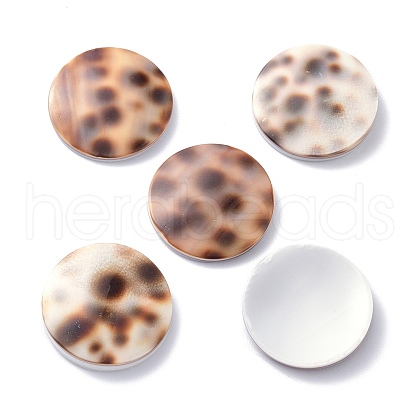 Tiger Cowrie Shell Cabochons BSHE-Z002-11-1