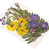 Pressed Dried Flowers DIY-YWC0001-97-4