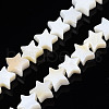 Natural Freshwater Shell Beads Strands SHEL-S278-01A-01-1