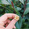 Ethnic Retro Style Flower Alloy Cuff Rings FS-WG9B7B1-05-1