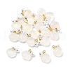Natural Agate Natural Agate Shell Shaped Pendants G-U025-06G-1