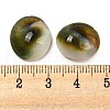 Conch Sea Shell Cabochons BSHE-Z005-08-3