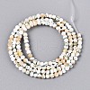 Luminous Natural Seashell Shell Beads Strands SSHEL-N040-05-2